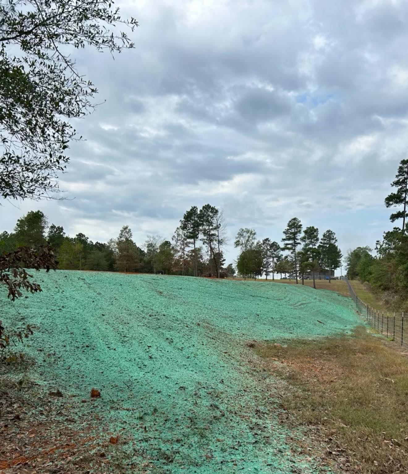 Hydroseed application applied.